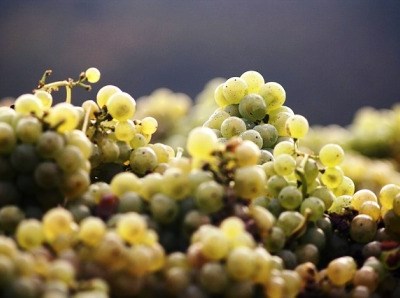 Aljustrel: a festa da "Vin&Cultura" regressa a Ervidel