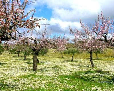 Alqueva: amendoal cresce na região e pode chegar aos 7 mil hectares