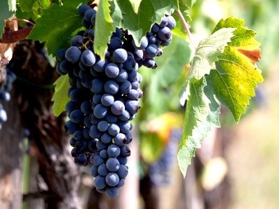 Alterações climáticas ameaçam qualidade do vinho