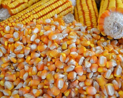 Alterações climáticas e agricultura em debate no Congresso Ibérico do Milho