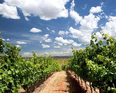 Alterações climáticas estão a mudar a produção de vinho