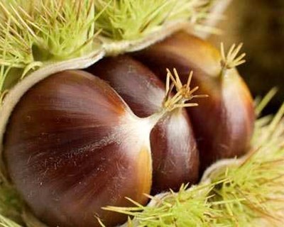 Alto Alentejo: campanha da castanha atrasada