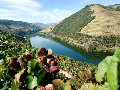Alto Douro Vinhateiro assinala 15 anos de património mundial em Lisboa