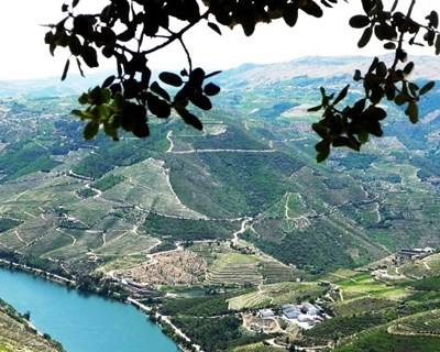 Alto Douro Vinhateiro celebra 14 anos de Património Mundial da UNESCO