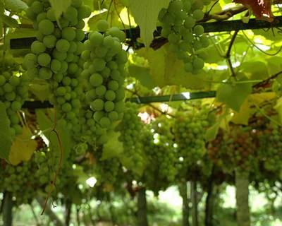 Alvarinho: acordo sobre rotulagem entra em vigor a 1 de agosto de 2015