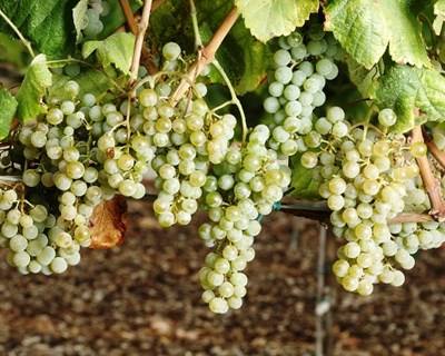 Alvarinho: publicada Portaria que alarga utilização da casta