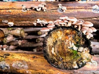 Amarante promove workshop de “Produção de Cogumelos Shiitake em Troncos"
