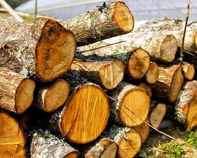 Amarante recebe workshop de Produção de Cogumelos em Tronco
