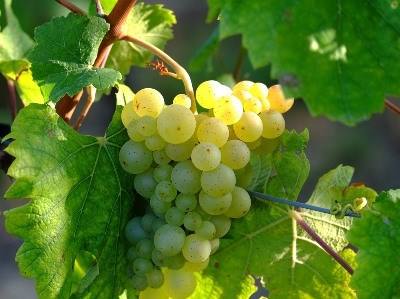 Amares continua a apostar na projeção dos seus vinhos