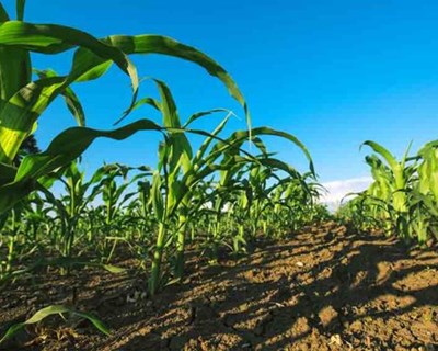 Ambiente e Agricultura: estudantes de doutoramento reunidos em Encontro em Évora
