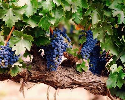 AMPV quer criar Associação Ibérica de Museus do Vinho