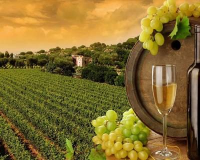 Anadia acolhe “Wine Trophy 2016” e aposta nos espumantes