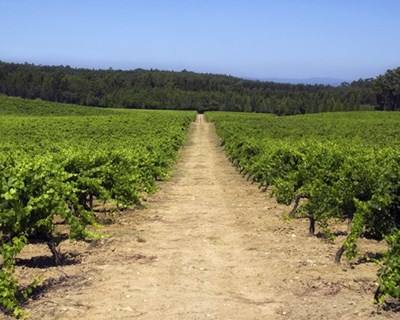 Anadia recebe Feira da Vinha e do Vinho 2015