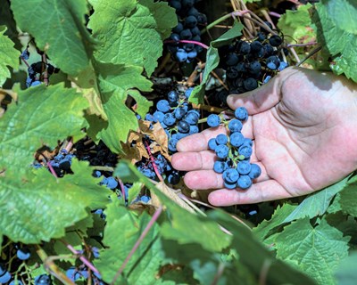 ANP|WWF e Vinhos do Alentejo elevam patamar da sustentabilidade