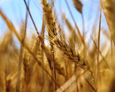 ANPOC, INIAV e IPBeja apresentam Lista de Variedades Recomendadas e Agenda de Inovação CEREALTECH