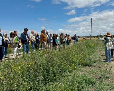 ANPOC lança Guia Técnico para os Cereais Praganosos no Dia do Agricultor