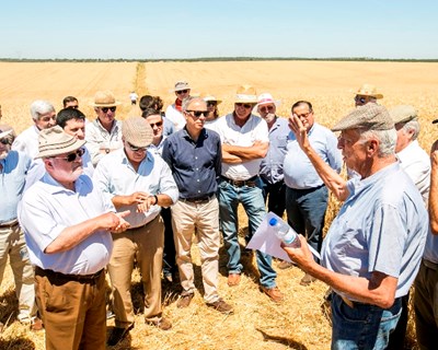 ANPOC lança marca Cereais do Alentejo e prevê atingir 2,5 milhões de euros em volume de negócios até 2021