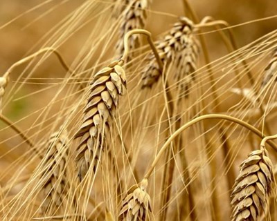 ANPOC recomenda variedades de Trigo Mole para 2021/2022