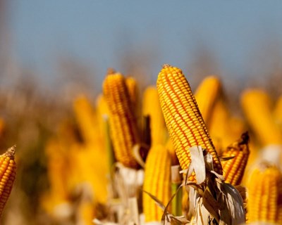 ANPROMIS promove Dia de Campo em Coruche