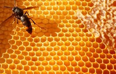 Apicultores alertam para consequências negativas da vespa asiática