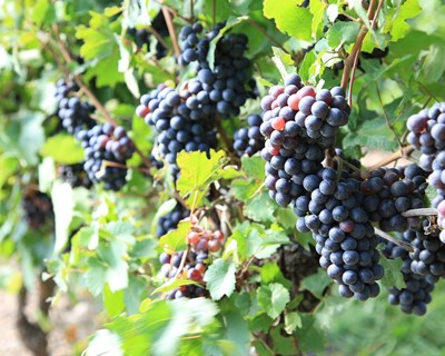 Apoios ao setor do vinho têm de chegar aos pequenos e médios produtores de uva