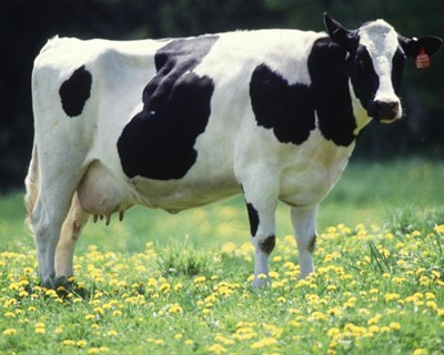 APROLEP participa hoje em Paris numa manifestação europeia de produtores de leite por uma agricultura mais justa