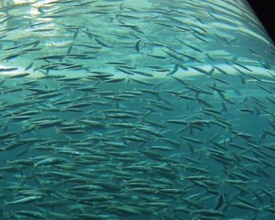 Aprovado o Plano para a Aquicultura em Águas de Transição