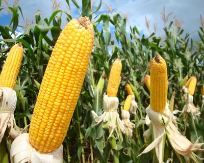 Área cultivada com milho transgénico em Portugal aumentou 3,6%