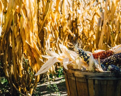 Área de milho aumenta em Portugal e reverte tendência das últimas três campanhas agrícolas