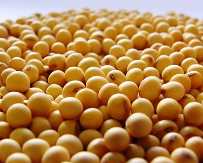 Argentina: colheita de soja aumenta mas gera menos rendimento
