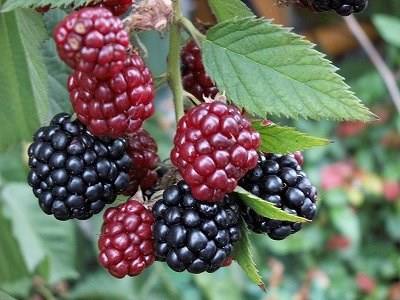 Aromas e sabores da Natureza para conhecer em Constância