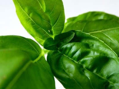 Aromáticas: Portugal, Espanha, Itália e França unem-se em torno do projeto “Herbartis”