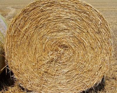 Arouca precisa de €430 mil para alimentação animal que substitua pastos ardidos