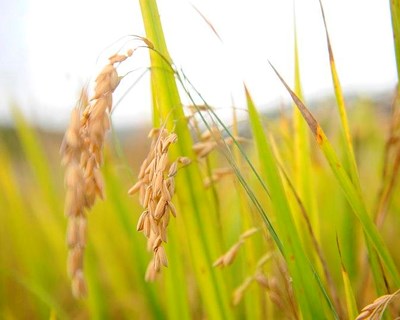 Arroz: mercado internacional afetado pela debilidade da procura