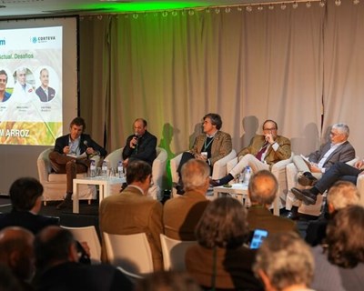 Arroz - o caminho para valorizar a produção nacional é a diferenciação do produto e a união da fileira