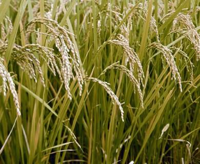 Arroz transgénico ajuda a combater o efeito estufa