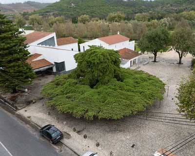 “Árvore do Ano Portugal 2026” é de Torres Vedras