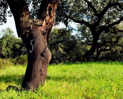 Árvores seculares potenciam ecoturismo
