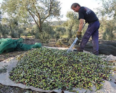 As tendências laborais no setor agrícola