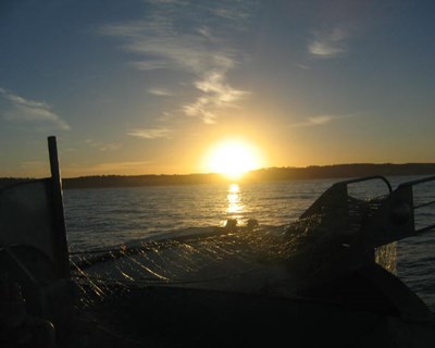 Assina-se hoje o Dia da Dependência de Pescado