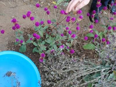 Associação promove oficinas de recolha de sementes e provas de tomate