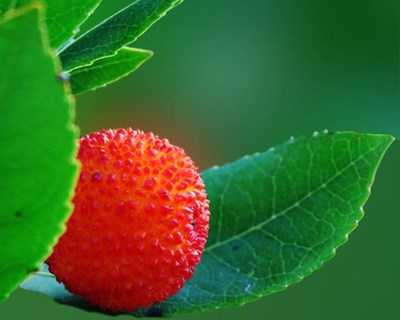 Associação Zero quer agricultura mais biológica