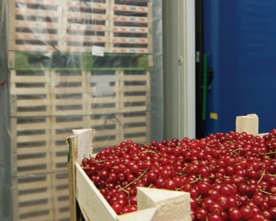 Atmosfera controlada para pequenos frutos