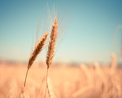 Atualizado preço no Seguro de Colheitas para campanha de 2022