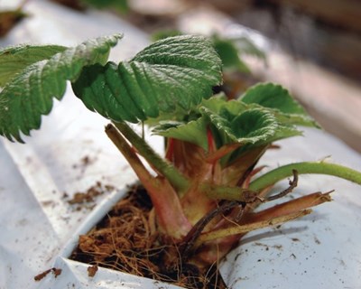Aumentar a competitividade do morango na região sul