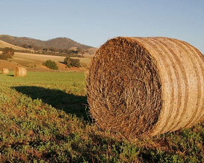 Aumento da produção de cereais e desenvolvimento das áreas forrageiras