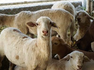 Austrália: preço do borrego a subir
