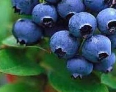 Avaliação de cultivares de mirtilo no Alentejo Interior – Resultados preliminares