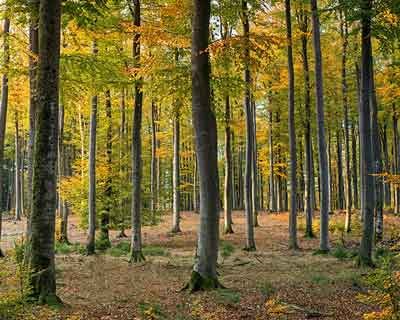 B-Rural quer envolver produtores e consumidores na evolução da agricultura e da floresta