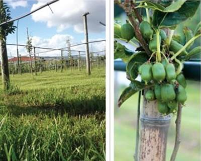 Baby kiwi nasce em Famalicão